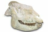 Fossil Running Rhino (Hyracodon) Skull - South Dakota #280259-2